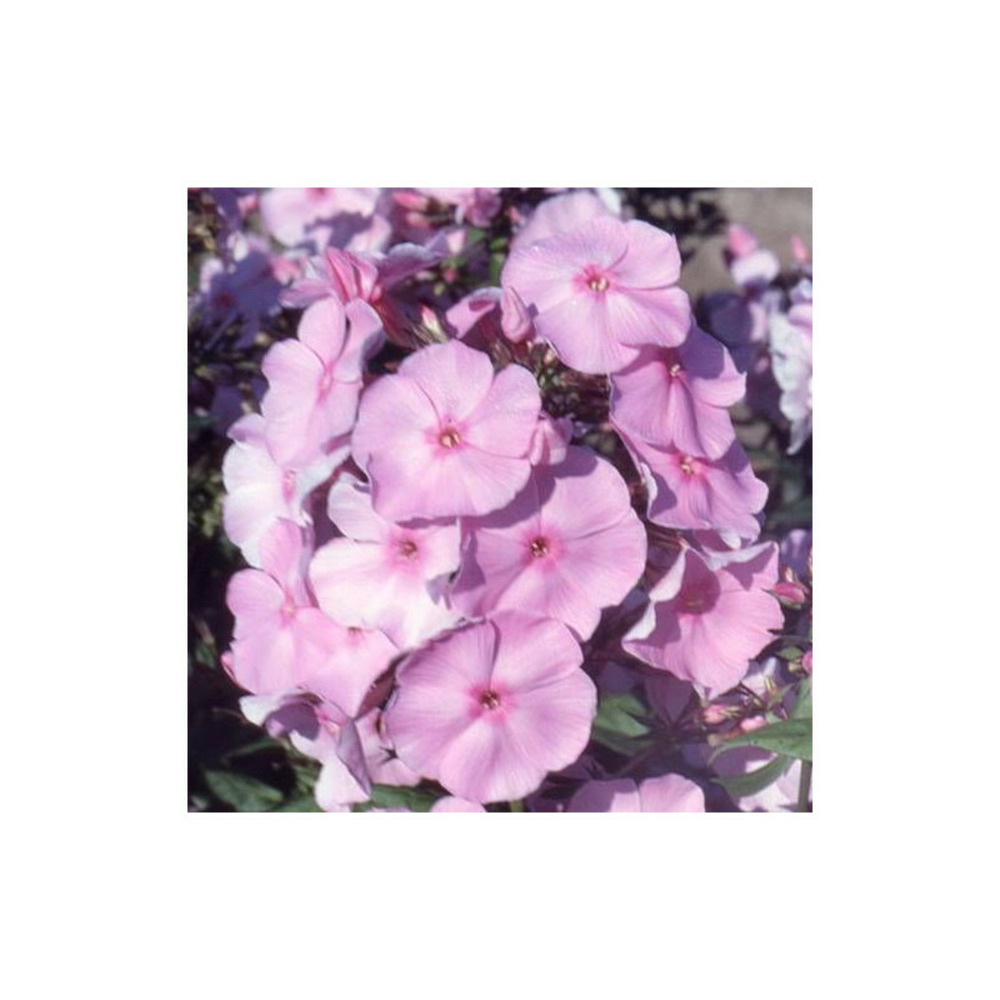 Phlox paniculé elizabeth arden lot de 5 godets