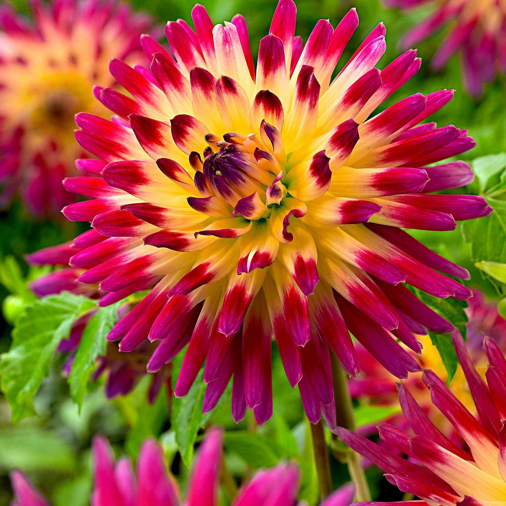 3 dahlias cactus tahiti sunrise - le sachet de 3 bulbes / calibre i, vendu par lot de 4