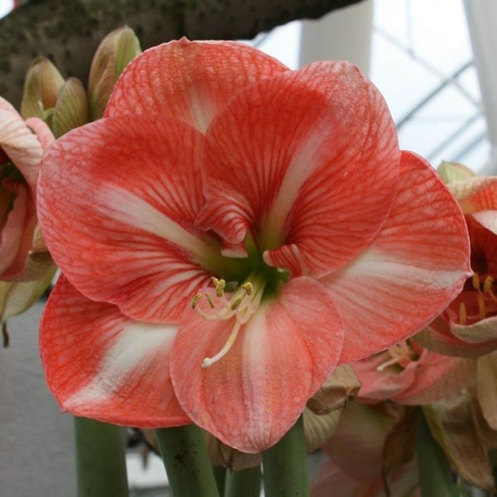 Amaryllis 'faro' bulbe calibre 30/32, extra