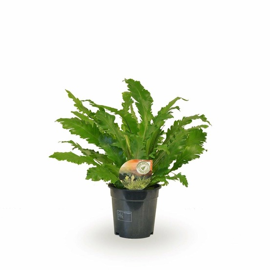 Asplenium campio - h50 cm - ø17 cm