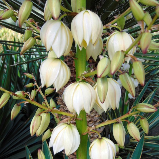 Yucca gloriosa pot de 7,5l/10l