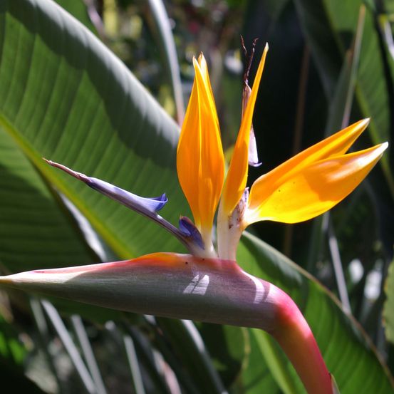 Oiseau de paradis pot de 2l/3l
