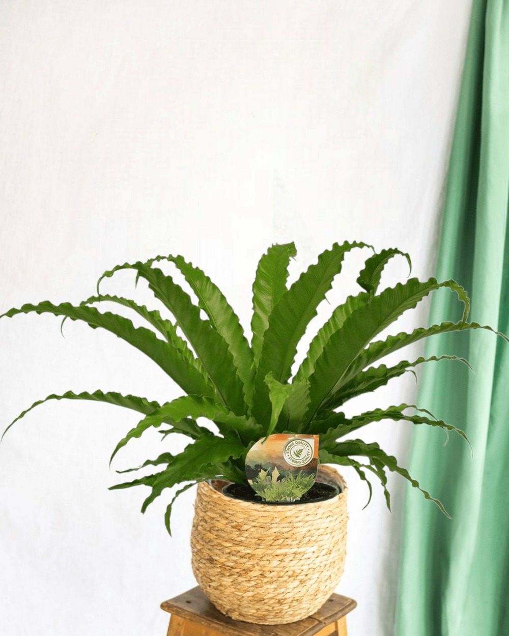 Fougère asplenium osaka 40cm - plante d'intérieur