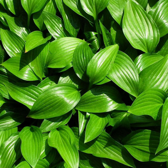 Hosta devon green lot de 9 godets