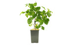 Plant de murier tayberry  pot 1,3 l