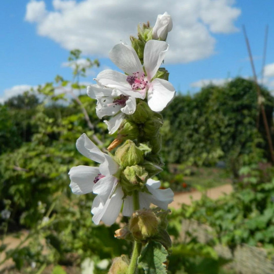 Guimauve, mauve officinale godet