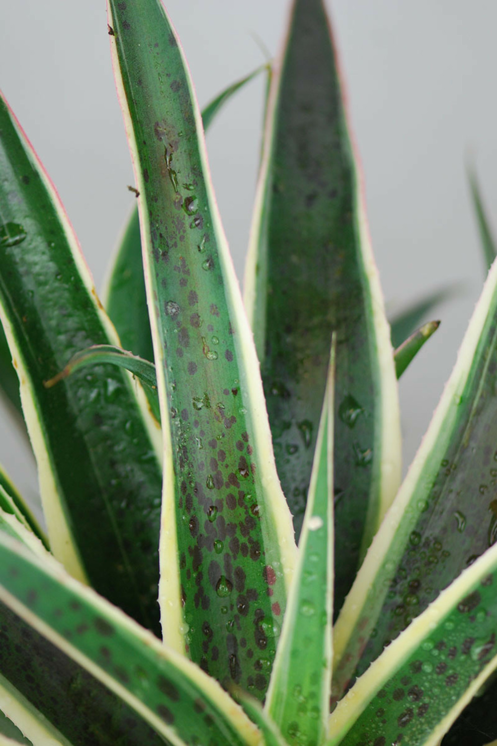 Mangave 'snow leopard' - en pot de 4 litres