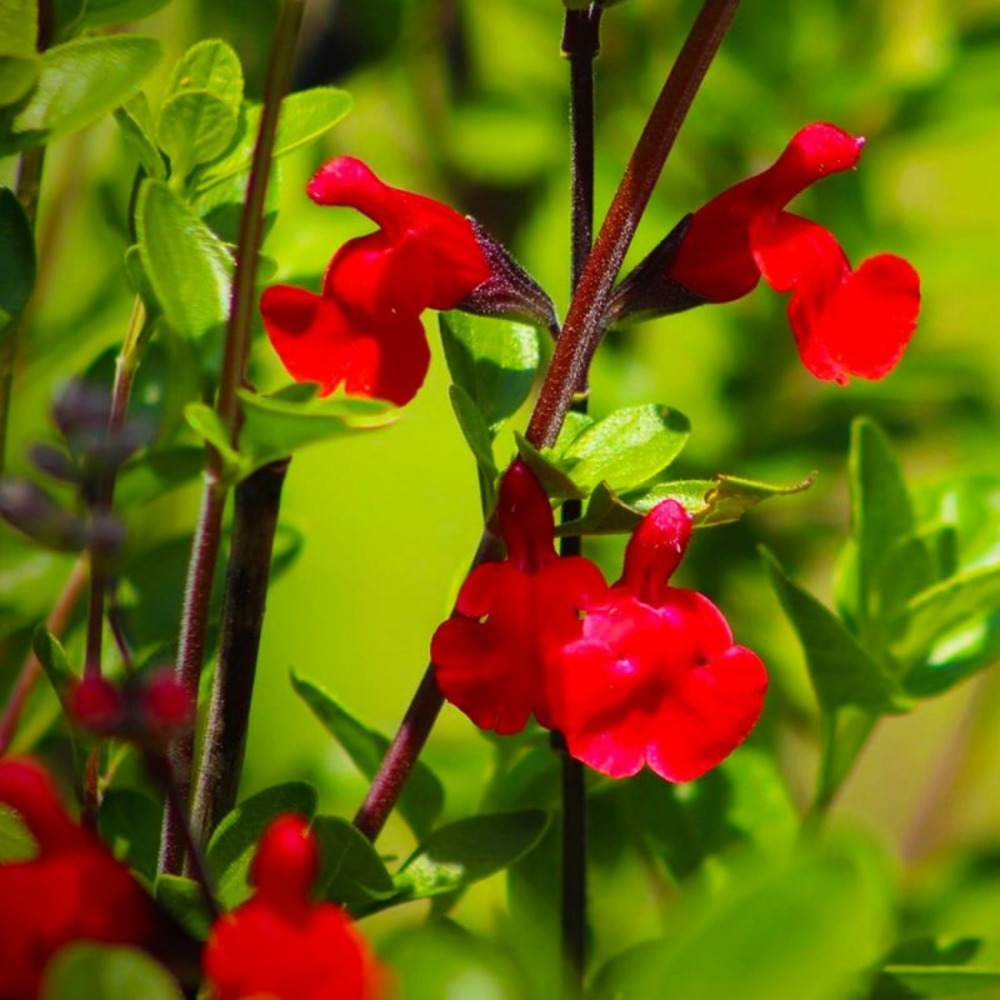 2 Sauges de Graham (Salvia Microphylla) - …