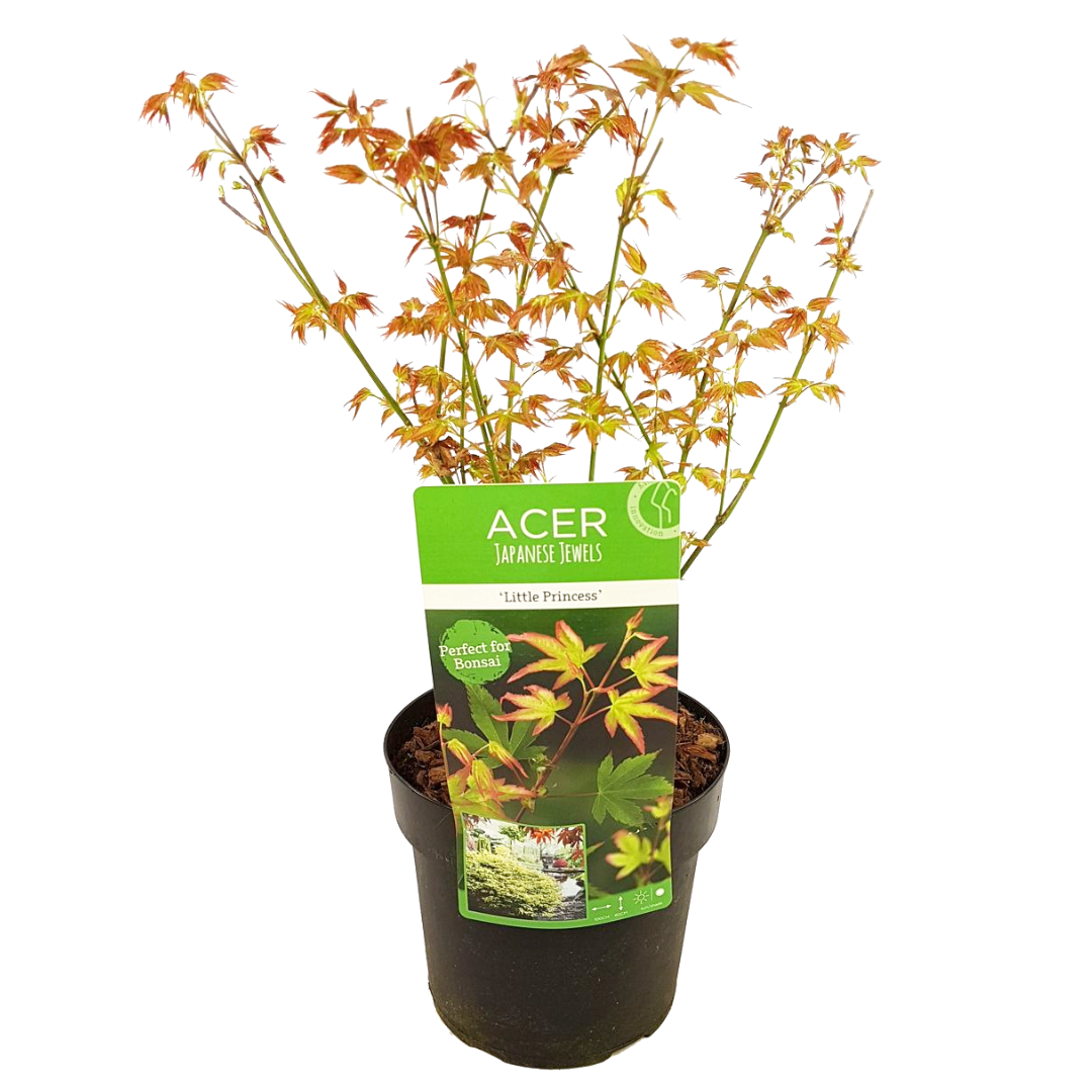 Acer palmatum 'petite princesse' - erable japonais - pot 19cm - hauteur 45-55cm
