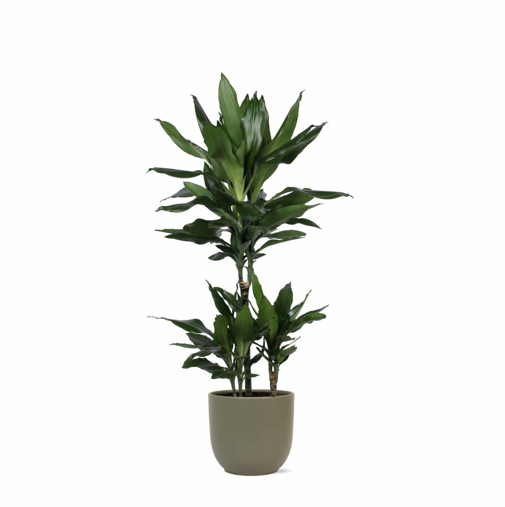 Dracaena janet lind et son pot olive - hauteur 90cm