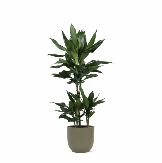 Dracaena janet lind et son pot olive - hauteur 90cm