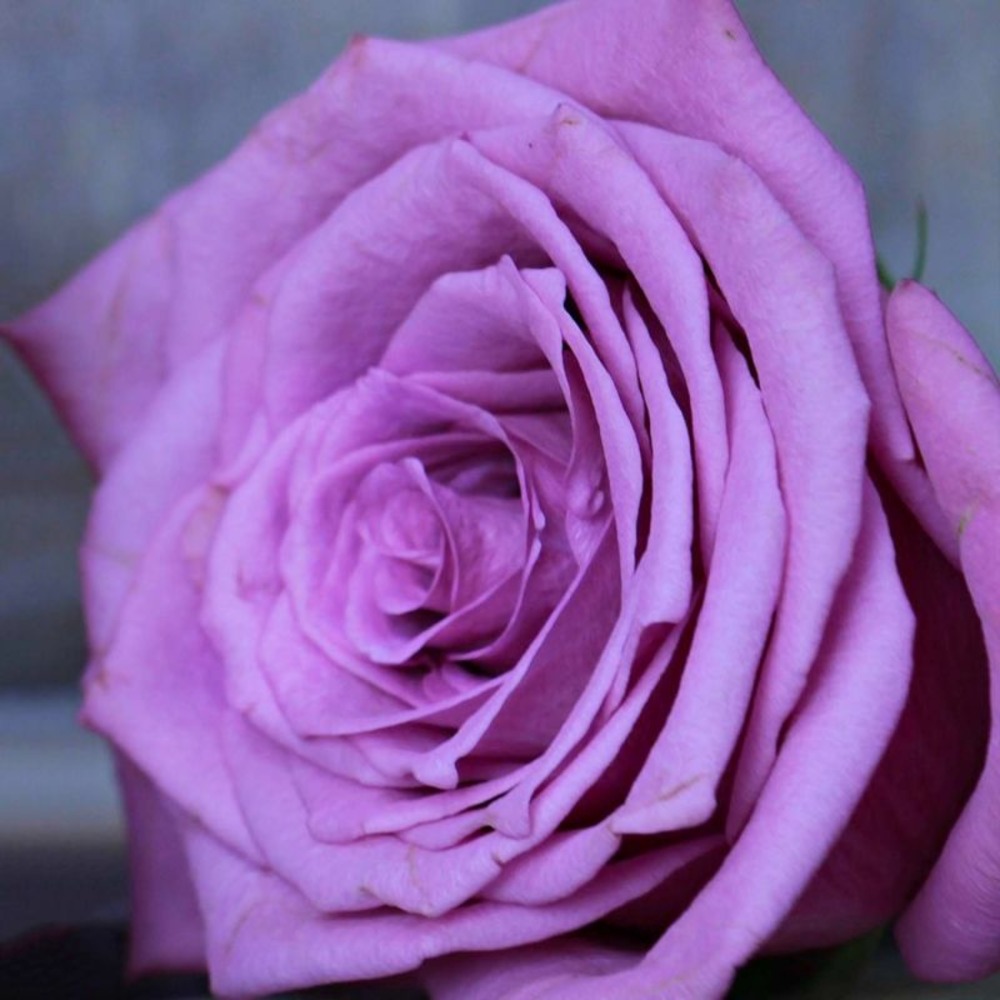 Rosier 'violette parfumée' ® (rosa 'violette parfumée' ®)