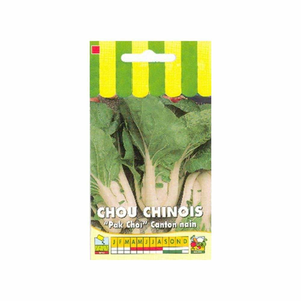 Graines de chou de chine canton nain pak choi