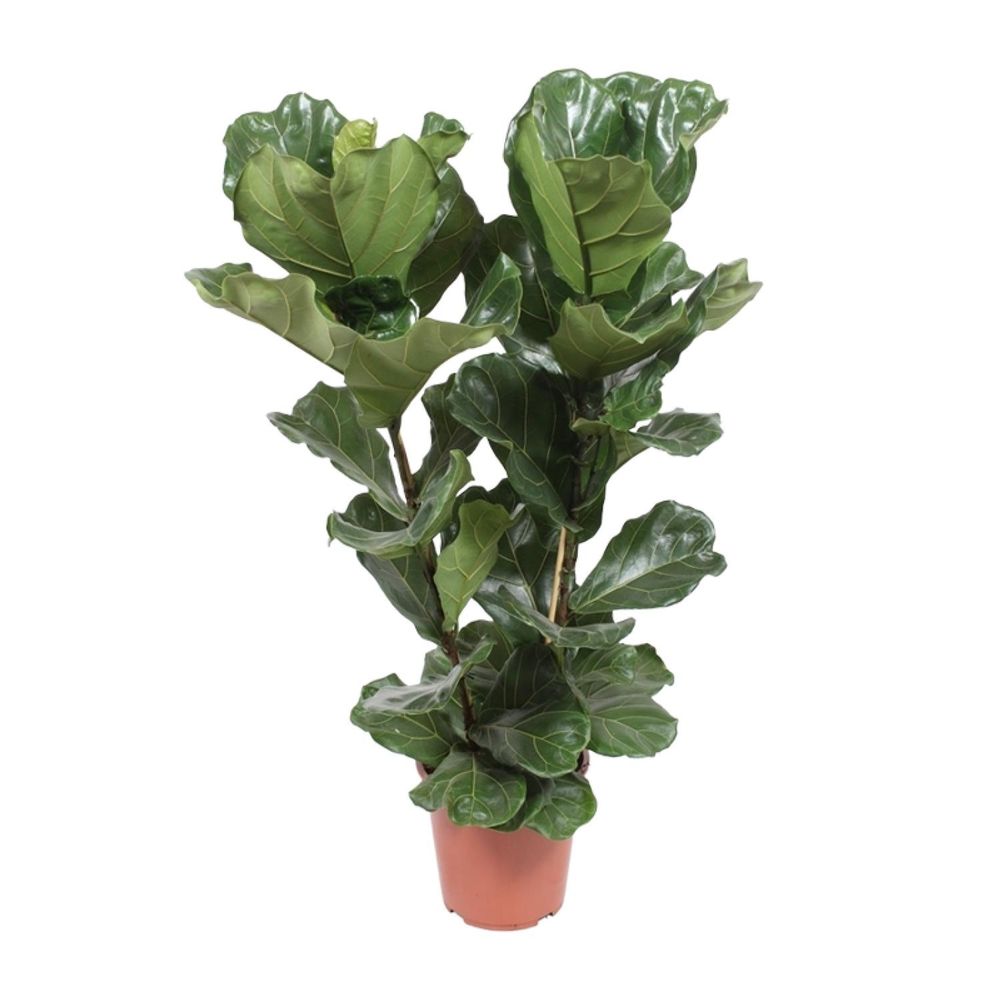 Ficus lyrata - ø27cm - ↕100cm - plantes d'intérieur