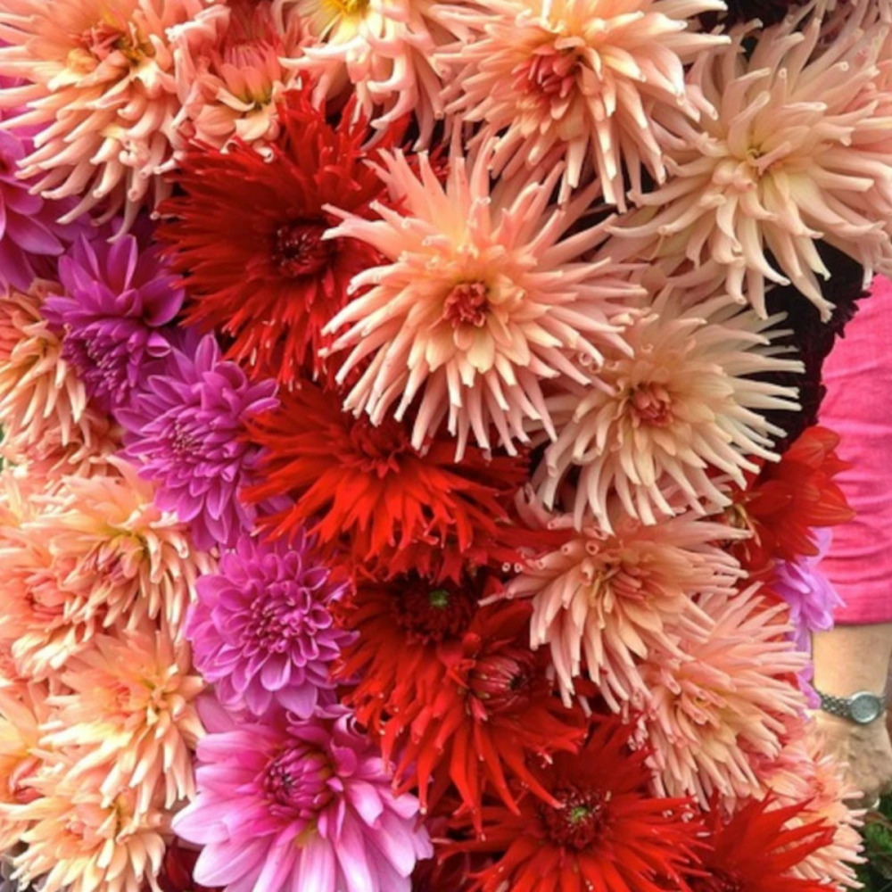 Bulbe de dahlia cactus en mélange sachet de 4 bulbes