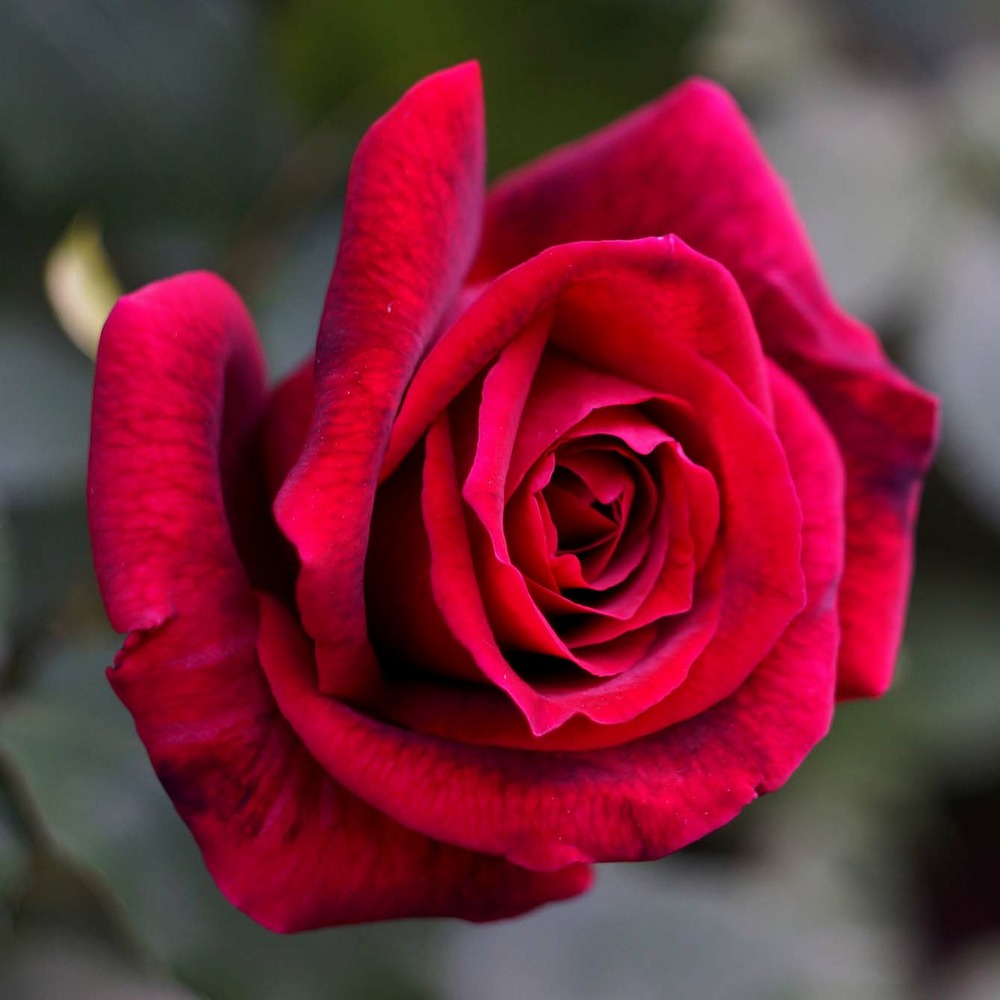 Rosier thé moderne 'papa meilland' pot de 4l/5l