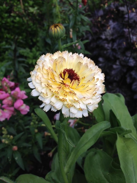 Souci des jardins 'snow princess' le sachet de 100 graines environ (0,8g)