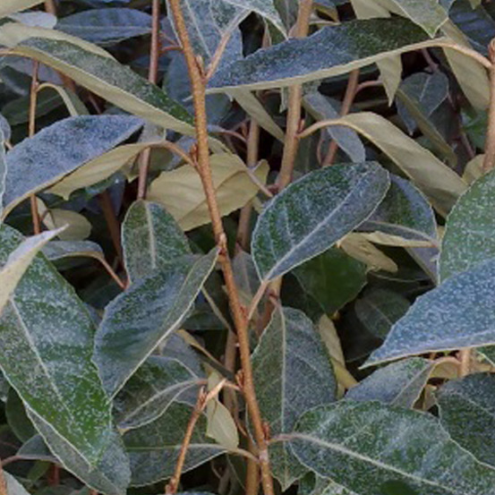 2 x chalef de ebbing - elaeagnus ebbingei - 60-80 cm pot