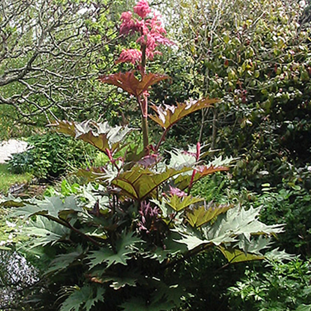 6 x rhubarbe décorative 'tanguticum' - rheum palmatum tanguticum  - godet 9cm x 9cm