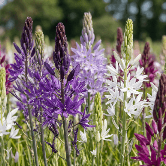 Camassia de leichtlin en mélange bleu et blanc (camassia) - floraison estivale - calibre 12/14 - 40 bulbes