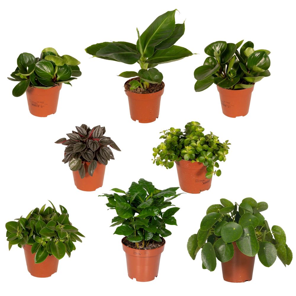 Boîte surprise - ø12cm - ↕25cm - x8 - plantes d'intérieur