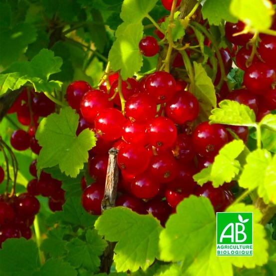 Groseillier 'Versaillaise Rouge' BIO…