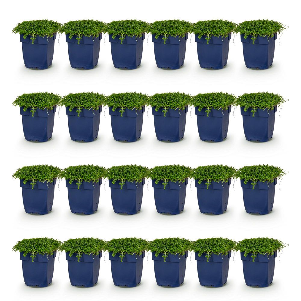 Isotome - lot de 24 - pot 11 cm - hauteur 25 cm - plante d'extérieur