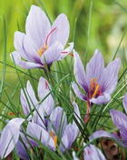 Crocus sativus safran - 20 bulbes