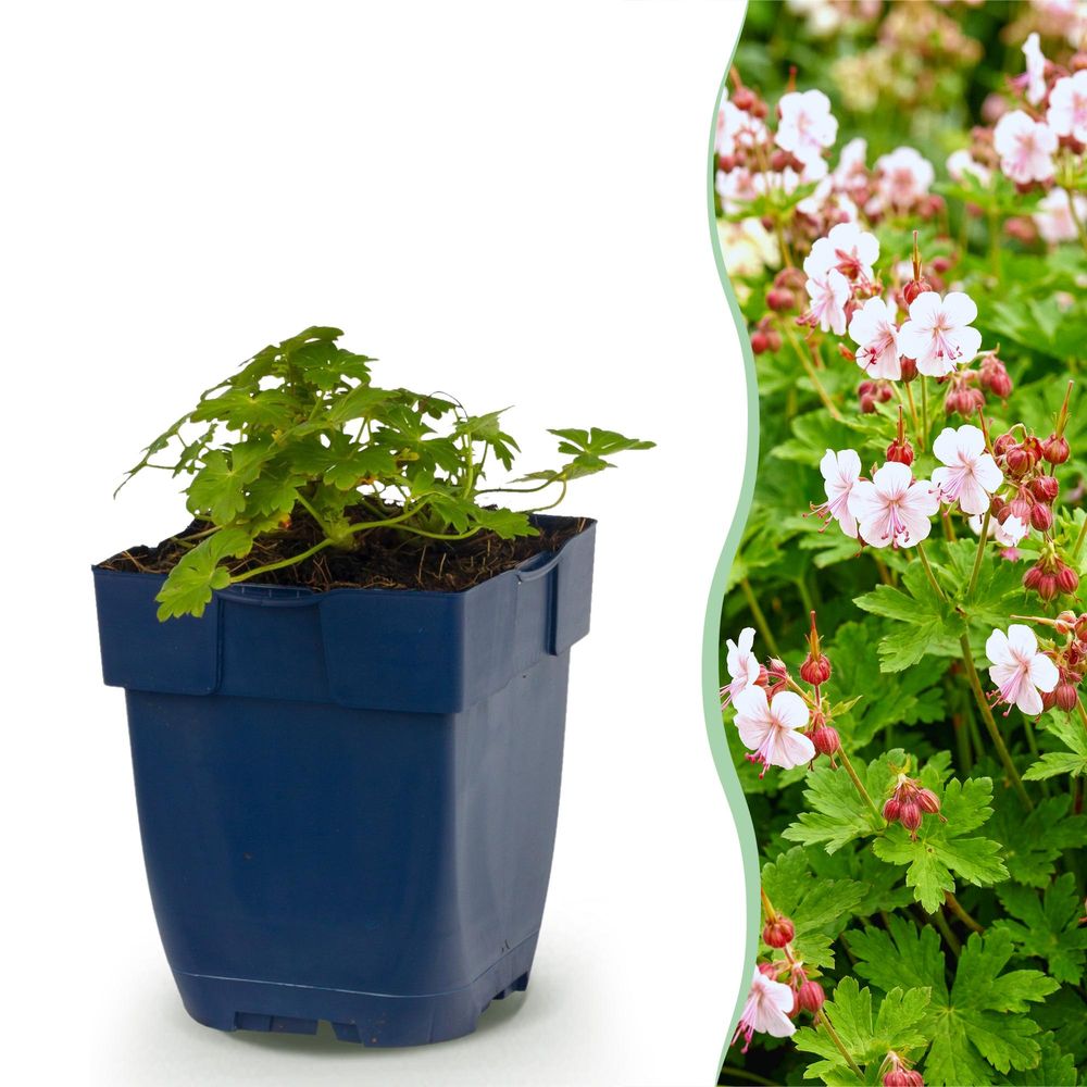 Géranium vivace spessart - 12 plants - h 15-25 cm, pot ø11 cm