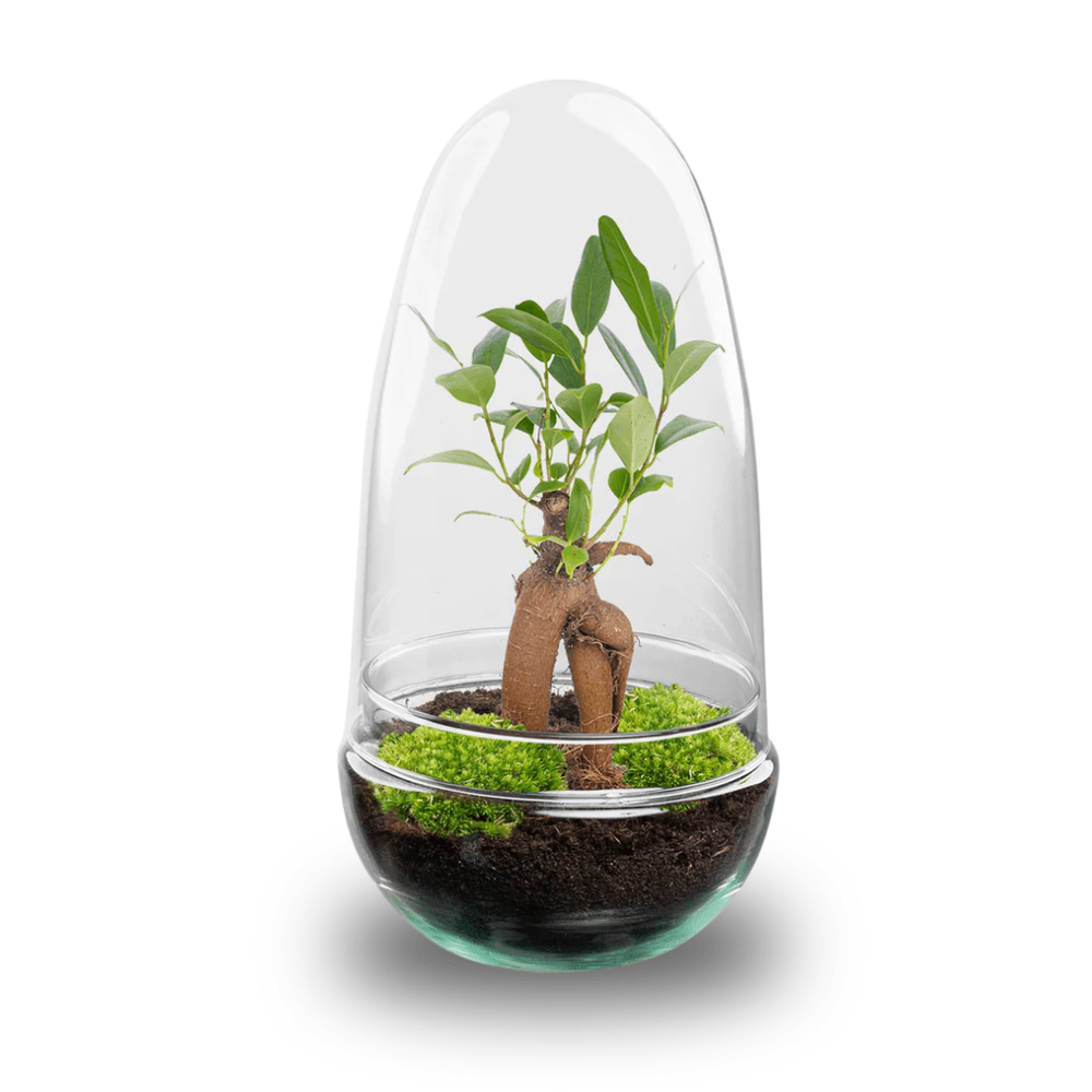 Terrarium à composer œuf bonsaï en verre recyclé - ø12-h25cm - sans outils - terrarium diy