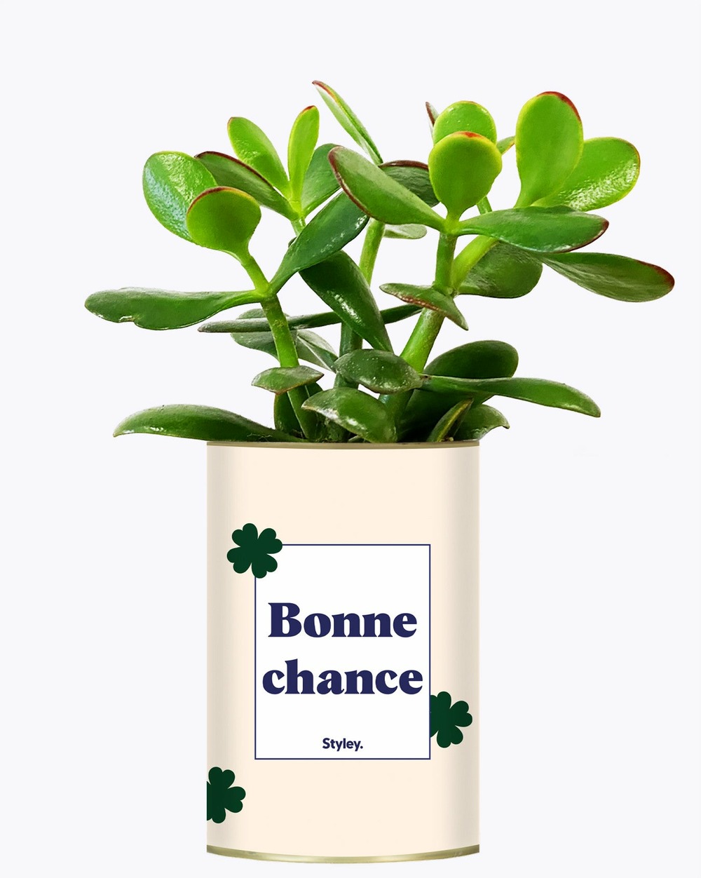 Idée cadeau - bonne chance - cactus