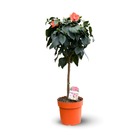 Hibiscus tige - plante fleurie - ↕ 80-90 cm - ⌀ 22 cm - plante d'intérieur & extérieur - fleur orange