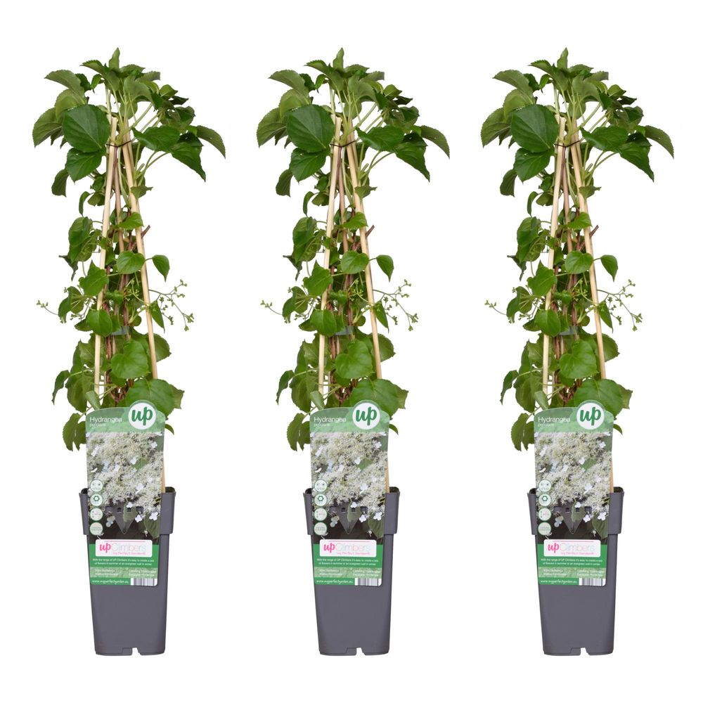 Lot de 3 - hydrangea petiolaris - h65 cm - ø15 cm - plante d'extérieur
