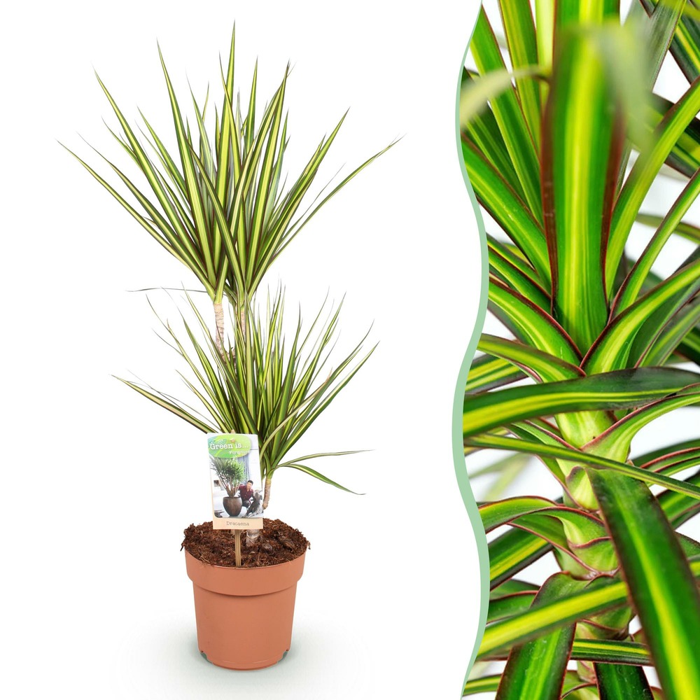 Dracaena sunray – lot de 1 – pot 17 cm – hauteur 70-75 cm