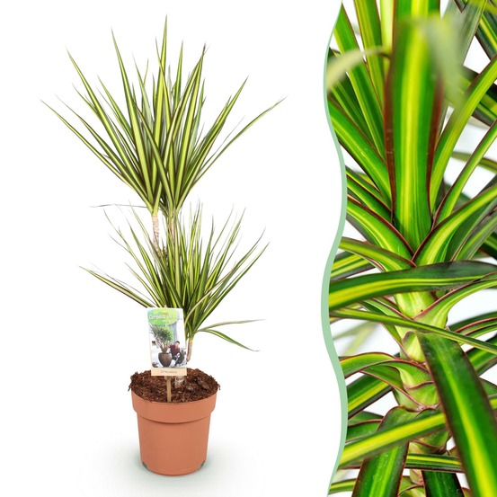 Dracaena sunray – lot de 1 – pot 17 cm – hauteur 70-75 cm