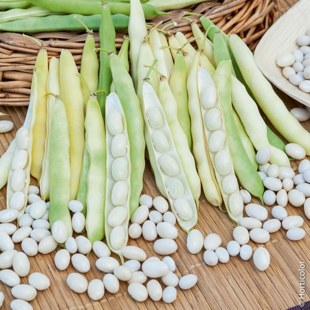 Haricot nain à écosser coco nain blanc précoce la boîte de 200g