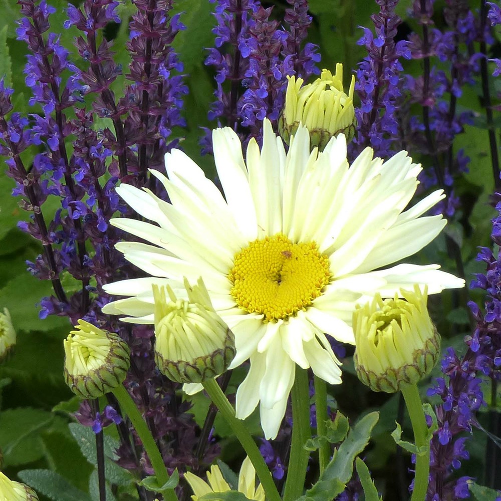 Marguerite 'banana cream' godet de 7/8 cm