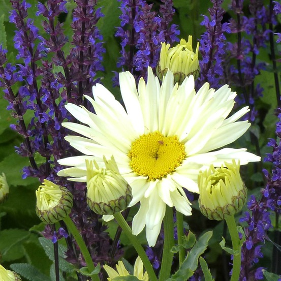 Marguerite 'banana cream' godet de 7/8 cm
