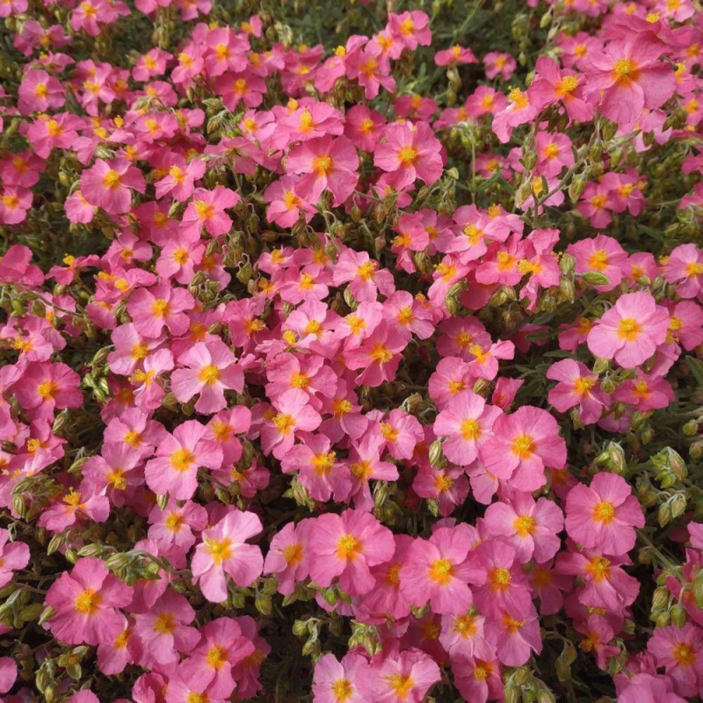 Hélianthème ben hope godet - 5/20 cm