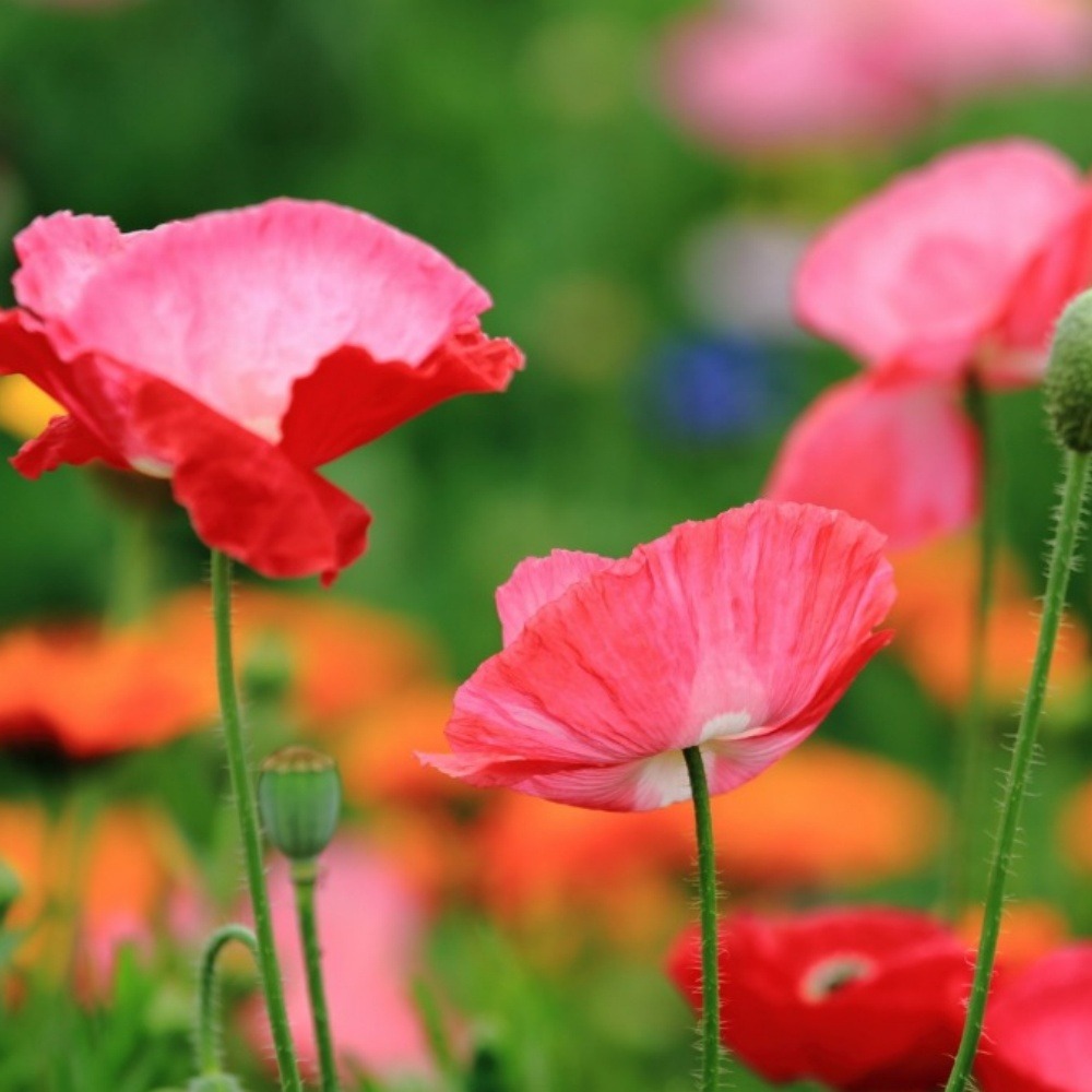 Graines de fleurs papaver rhoeas couleurs mélangées environ 5000 grains * 5 sachets