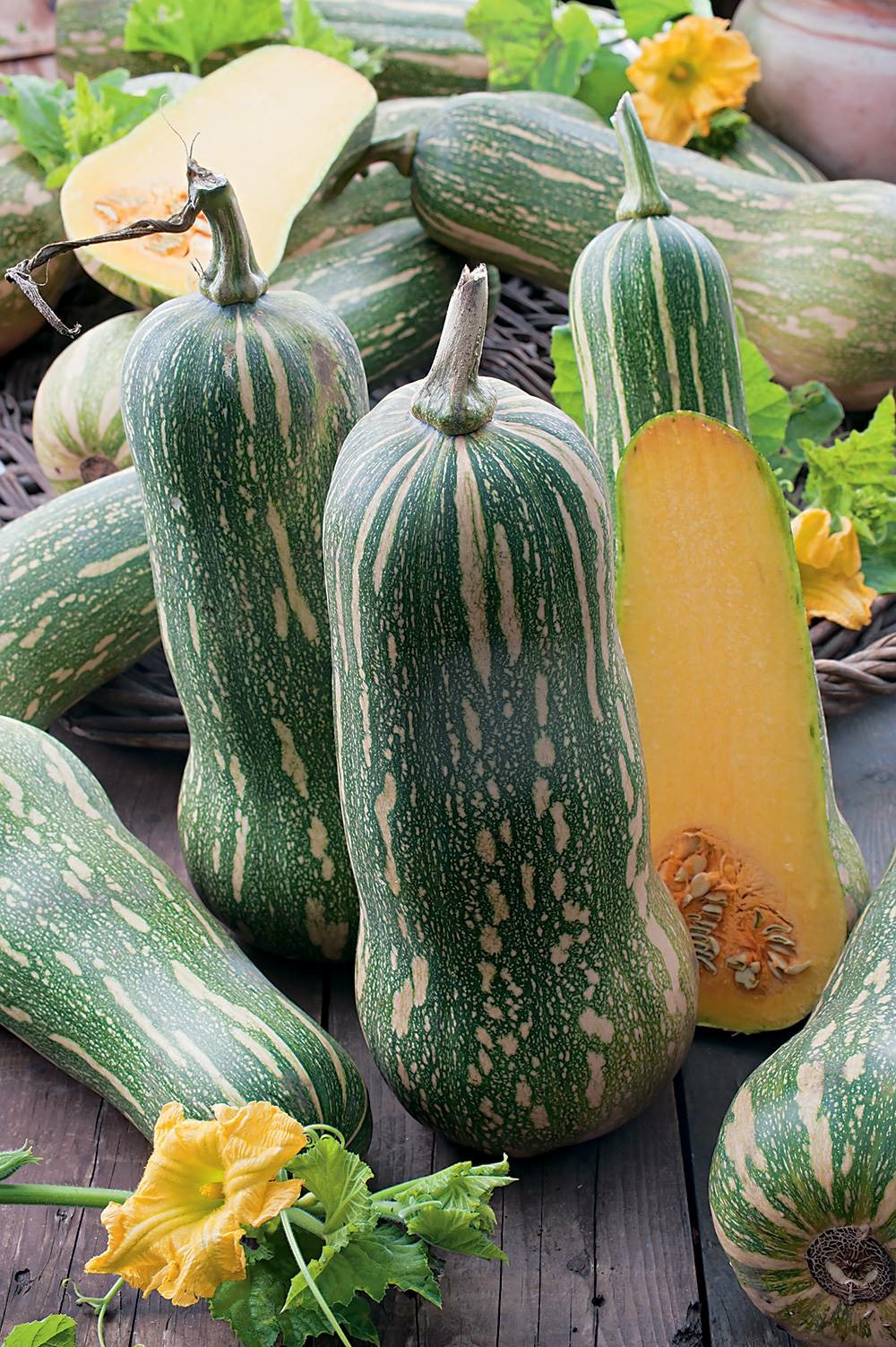 Courge pleine de naples - 5 g