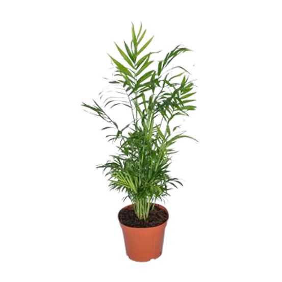 Chamaedorea elegans - palmier de montagne mexicain - ø17cm - ↕55cm - ø17cm - ↕55cm - plantes d'intérieur