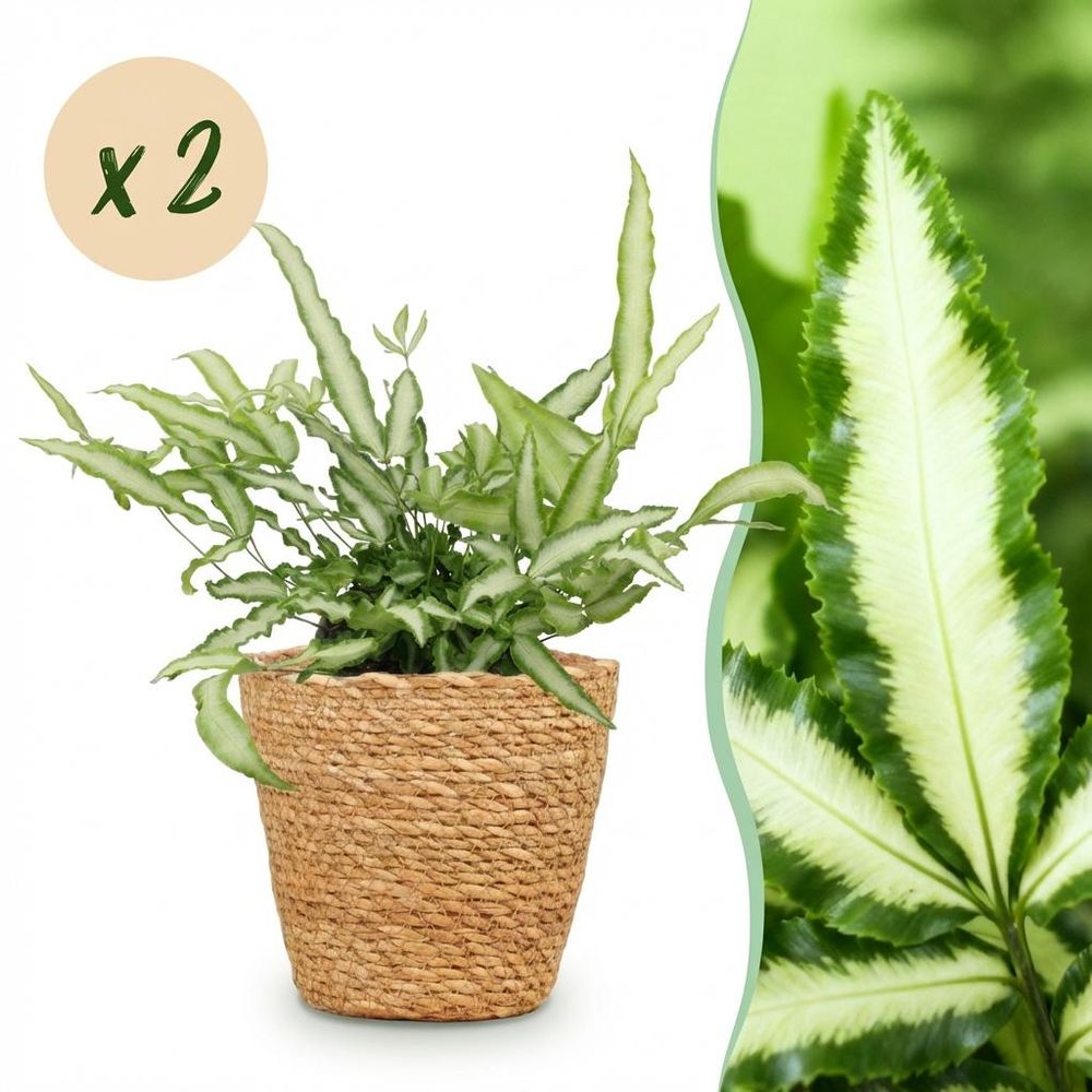 Pteris cretica albolineata - pet-friendly - plante fougère - pot de 12cm - hauteur 20-30cm - plantes d'intérieur