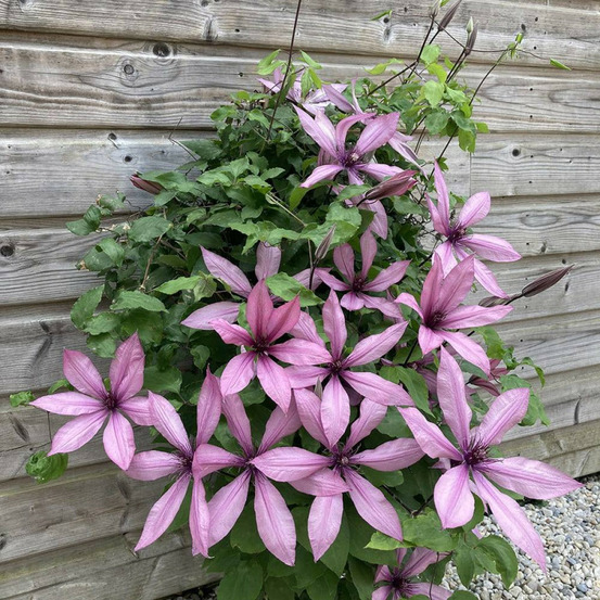 Clématite princesse arabelle® 'cerpara' pot de 3l - echelle bambou 60/120 cm