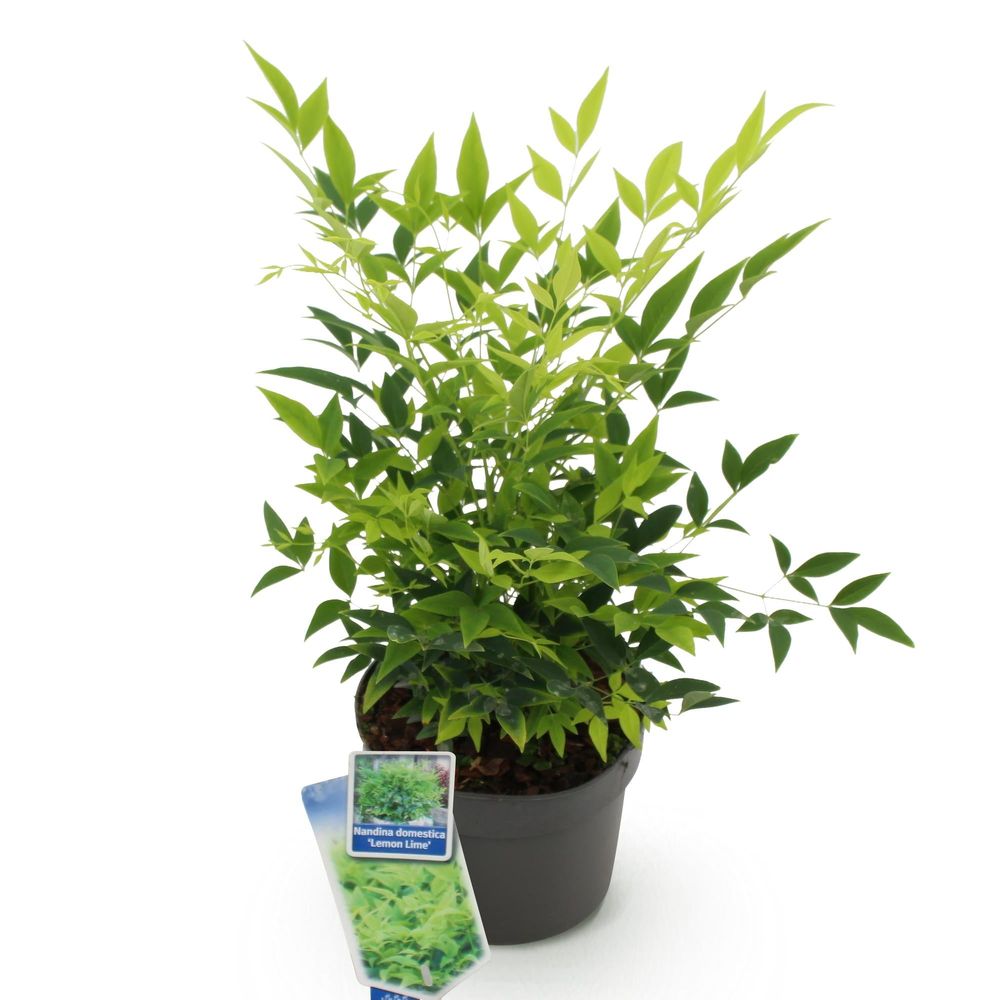 Bambou sacré 'lemon lime' - pot 17 cm - hauteur 40 cm - plante d'extérieur