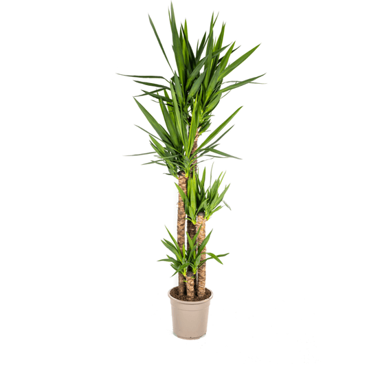 Yucca elephantipes ø27cm - ↕150 - 170cm - plantes d'intérieur