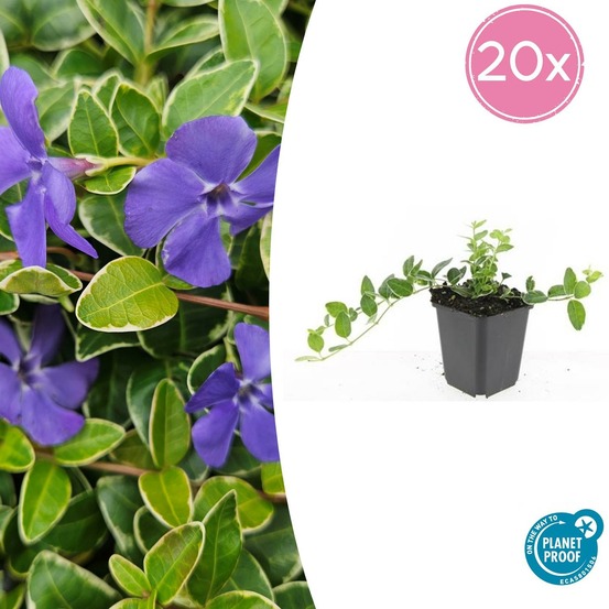 Petite pervenche 'argenteovariegata' x20 – entre 1,25 et 1,67m2