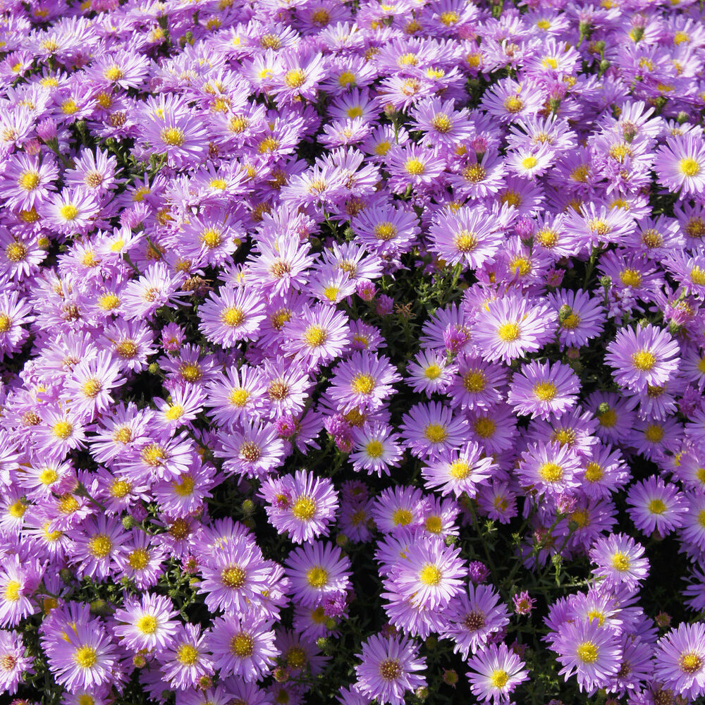 Aster nain herbstgruss vom bresrhof - le pot / ø 9cm, vendu par lot de 2