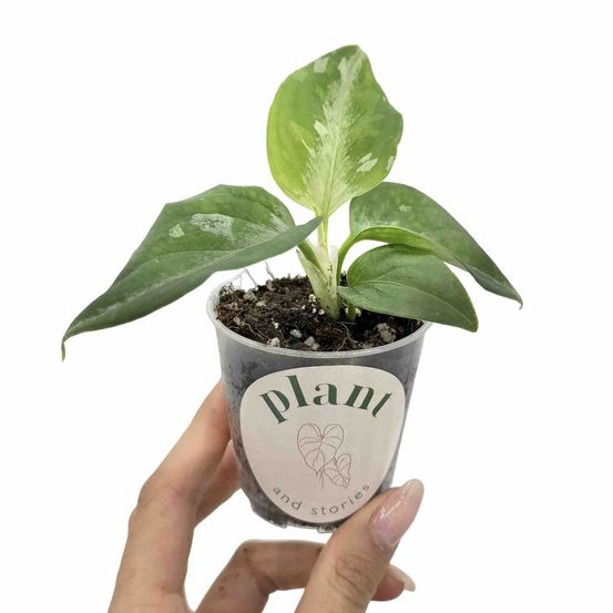 Aglaonema pictum tricolor - pot de 6cm - plantes d'intérieur