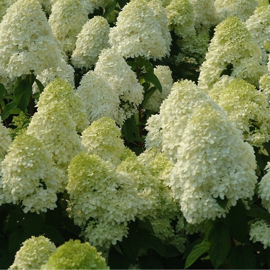 2 x hortensia paniculé 'limelight' - hydrangea paniculata 'limelight' - 40-50 cm pot